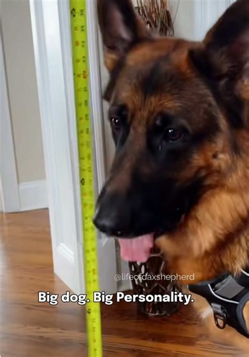 Meet the Impressive German Shepherd: An Ideal Breed