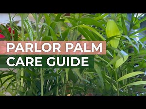 Parlor Palm Plant Care Guide: Easy-Care Elegance that is also Pet Friendly and Air Purifying!