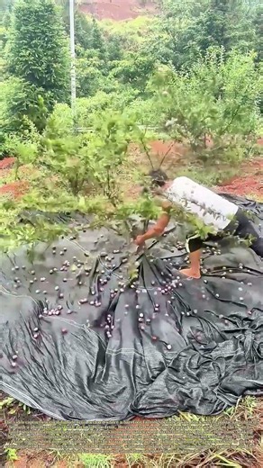 Shaking Fruit Trees: Orchard Farmers Harvest Plums With Ground Tarps For Efficient Picking