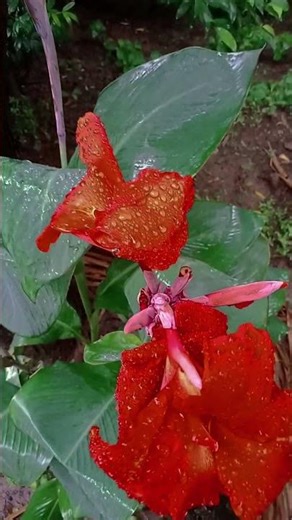 Canna indica: ফুল, পাতা ও সৌন্দর্যের মেলবন্ধন