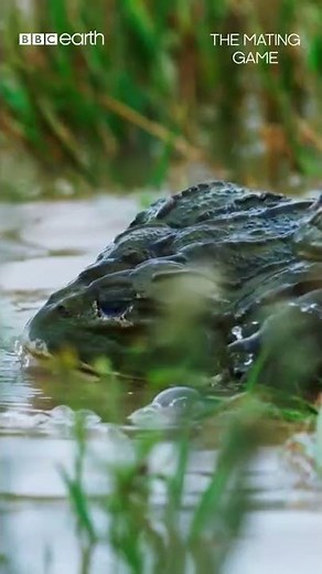 Absolute froggy carnage 🐸