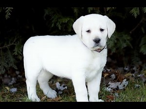 White Labrador Retriever Puppies for Sale