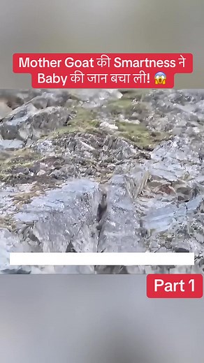 Mother Goat की Smartness ने Baby की जान बचा ली! 😱#animalrescue #wildlife #wildfireprevention #Adventure