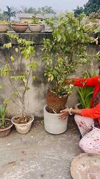 How to BOOST Hibiscus plant during the end of winter