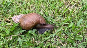 Snail crawling on grass