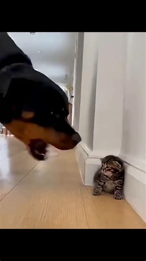 Vipinjithas | CAT ANGRY MOOD 🔥🔥🔥 | Instagram