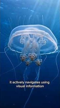 How Does This "Brainless" Monster See You? Box Jellyfish (Tripedalia cystophora).