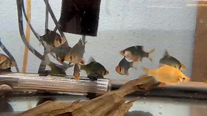 Green Tiger Barb (Puntigrus tetrazona) A color variation of the Tiger Barb, the Green Tiger Barb originates from Southeast Asia’s streams and rivers. In aquariums, they thrive in groups of six or more, which helps reduce fin-nipping behavior. They need a well-filtered tank with open swimming space and plenty of plants for cover. | Pet Zone Tropical Fish, San Diego, California