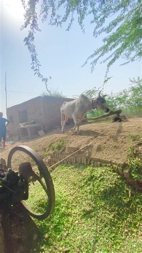 Max speed cutting machine operating on Oxen’s #shortsfeed #trending