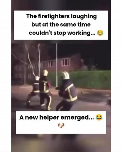 Firefighters doing an exercise and a friendly dog comes to join and help 🙈😂 • • #firefighters #lovedogs #doghelp #cutedogs #dogsdaily #cuteanimals #doglovers | Cool Woof