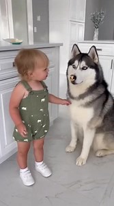 138K views · 3.9K reactions | The Case of the Missing Treat: Baby Accuses Husky of Eating Her Ice Cream  #TalkingBaby #KidsAndDog #baby #dog | cool baby | Facebook