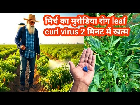 Top secret solution to eliminate insects from chilli plant in 2 minutes, not even a single leaf w...