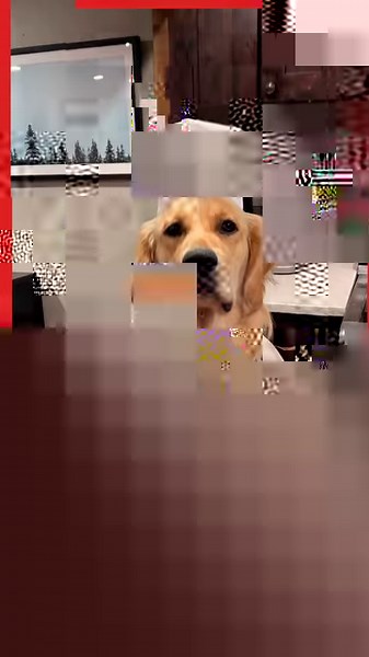 step aside masterchef, this puppy chef isn't here to play! (https://www.instagram.com/cookingwithbadger/) | BuzzFeed Food