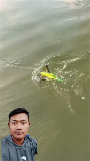 MEMANCING MENGGUNAKAN UMPAN BURUNG 👍‼️#fish #fishing #fishingvideo #shorts #shortvideo #remix