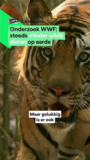 WWF study: Fewer and fewer wild animals on Earth