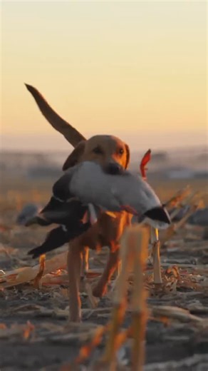 DUCK STUFF on Instagram: "Duck dog stuff!! • • #duckhunting #duckhunt #duckstuff #waterfowlhunting #goosehunting #duckseason #waterfowl #goosehunt #duckhunter #waterfowlphotography"