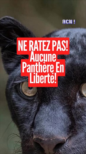 NE RATEZ PAS! Aucune panthère en liberté à Libreville au Gabon. #gabontiktok🇬🇦 #acnews #libreville_gabon🇬🇦 #panthere #zoo