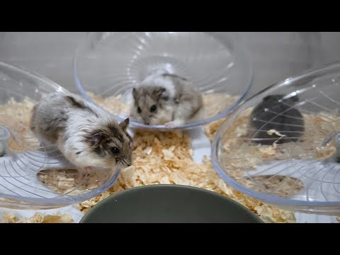 Chill with Hamsters 🛋️🐾