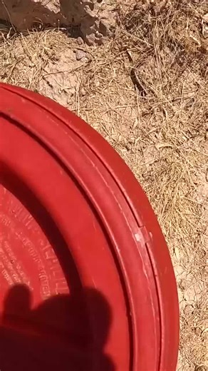 Rattlesnake going back to the wild in a suitable retreat. Caliche caves like this are often used by a variety of animals in the Sonoran Desert, and Western Diamondback Rattlesnakes are just one of them.