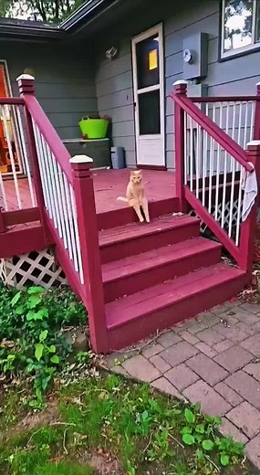 Discover the Joys of Home Alone with Wild Animals