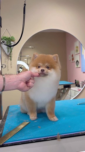 One VERY excited Pomeranian 😅 . #dogs #doggrooming | Pomeranian