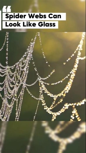 Why Spider Webs Sparkle in the Morning