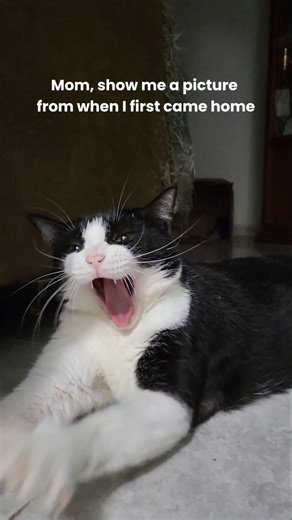 My grumpy baby 🐾 #shortvideo #cat #catlife #catlover #chubbycat