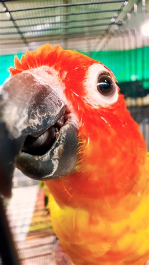 Sun Conure Pet