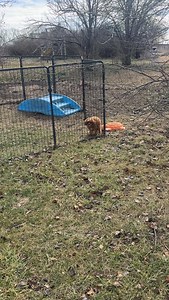 The best advice I can share about potty training is to Learn your puppy’s CUES. I took this video a few days ago. #puppyperfectionist #cavapoo #cavapoopuppy #bestfamilydog | Puppy Perfectionist