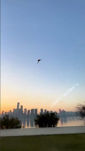 Tiny Acrobat in Action! Sugar Glider Flight Training You Can’t Miss! #sugerglider #pets #cute