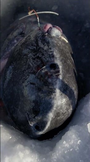 Hace Tanto Frío Que... #jeremywade #pesca
