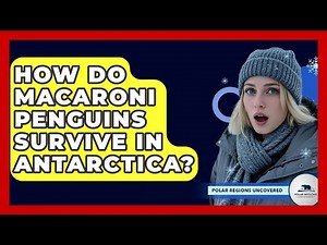 How Do Macaroni Penguins Survive In Antarctica? - Polar Regions Uncovered