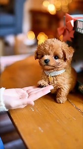 110K views · 605 reactions | A pet that never needs a walk. ‍了✨ This AI robot dog walks, barks, and reacts like a real one — the future of fun is here! | Resolutionp. | Facebook