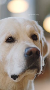 7.9K views · 70 reactions | Golden Retriever Cute Eyes HA14582 #dog #cute #goldenretriever #puppyface #pretty #beautiful #eyes | HAWI Studios | Facebook