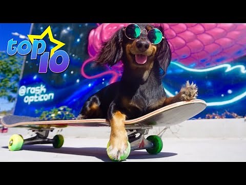 TOP 10 Skateboarding Dogs