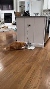 🐾SP is up to his antics again as mew can see 😹 I went into house horse mode and galloped away! He’ll never catch me! 😹🐎🐾 | Ramirez Leonides