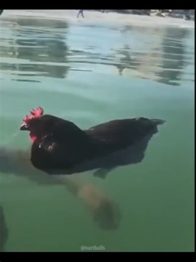 respect the chickens. #nartballs | chickens