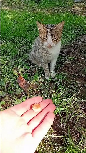 Hungry and lonely cat 🥹❤️