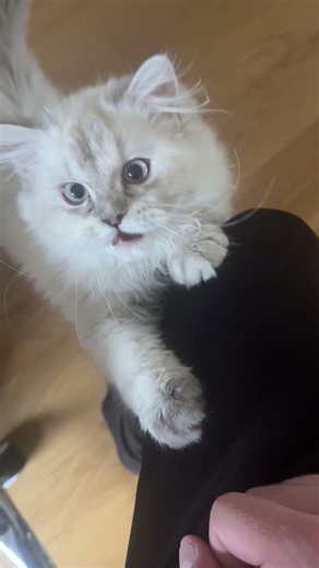 Persian Himalayan Purring and Meowing