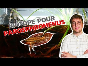 [TUTORIAL] ASIAN BIOTOPE AQUARIUM! Parosphromenus