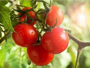 Genetically Engineered Tomatoes Can Be Sources Of Vitamin D: New Study