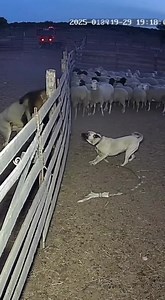 In a jaw-dropping confrontation caught on a rural farm’s security camera, a livestock guardian dog faced down a lion attempting to breach a sheep pen — and refused to back down. The footage, timestamped late Wednesday evening, shows the lion growling through a wooden fence as dust rises from the panicked flock behind the dog. Despite the predator’s size and ferocity, the dog — identified by the farmer as Rex, a 4-year-old Anatolian Shepherd — stood his ground, barking and lunging to keep the lio