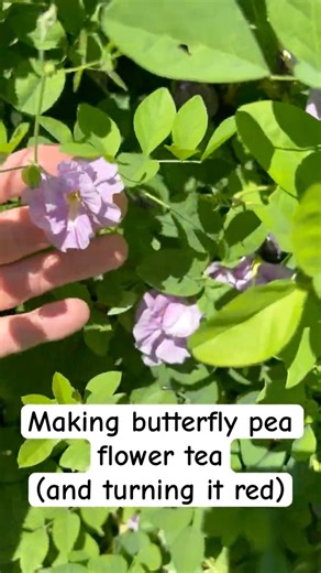 Making butterfly pea flower tea and then turning it red with a little citrus! #butterflypeatea