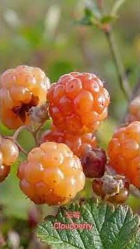 云莓（Rubus chamaemorus）的传统与药用价值