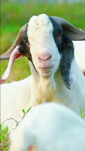 Goat Sound in Farm | Real Goat Voice and Natural Call #shorts