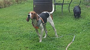 Meet the 9/11 Pups, born on 9/11/2017! These 4 are Treeing Walker Coonhound mixes, and are about the cutest puppies around! Their Momma Maxine is a full 60lb TWC, Dad is unknown. 3 girls -Freedom, Liberty(ADOPTED) and Hero, and 1 boy- Patriot, that are very playful and active. They also love to be held and cuddled, and are quick to nap in your arms. These puppies will be available for adoption on November 6, 2017 when they are 8 weeks old. *Vet check required, hound ownership preferred but not n