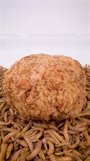 27K views · 176 reactions | Mealworms vs. Crab cake | WormLapse | Facebook