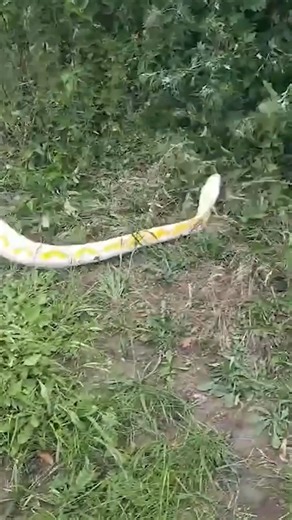 This snake rescue is absolutely insane! 🤯🐍🦸‍♂️ #Snake #Python #SnakeRescue #Reptiles | Fur Family