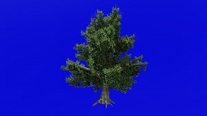 Download Tree animation - magnolia grandiflora, southern magnolia, bull bay - green screen chroma key - summer spring A2 for free