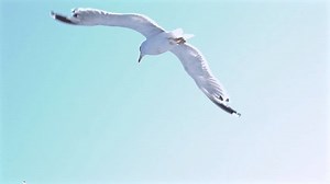 Group Seagulls Flying Gliding Through Bright Stock Footage Video (100% Royalty-free) 3680230287 | Shutterstock